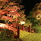 熱海梅園　紅葉ライトアップ　まだ少し早かったけど
