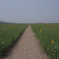 笠岡ベイファーム