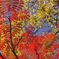 Colored leaves　2♪