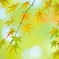 今さらの紅葉・・・、