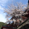 清水寺の桜と三重塔