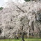 京都御苑の枝垂れ桜。（201004）