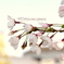 Cherry Blossoms