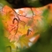 Glimpse