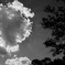 雲と木のお話