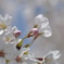 疎水の桜１