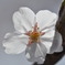 疎水の桜２