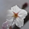 疎水の桜３
