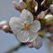 疎水の桜４