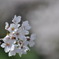 疎水の桜５