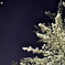 北斗七星と桜