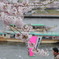桜、屋形船