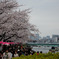 隅田川、お花見風景