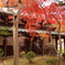 豪徳寺の紅葉