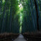 竹林の道