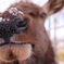 雪の鼻