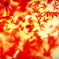 秋紅影