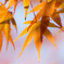 Orange Maple