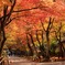 Autumn colors 5