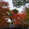 平等院　紅葉