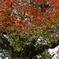 紅と赤
