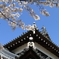 郡山城と桜