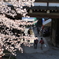門出桜