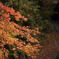 紅葉のせせらぎ