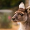 カンガルー