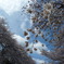 善福寺川の桜