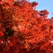 都会の紅葉３