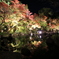 長谷寺×紅葉×ライトアップ