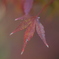 紅葉×鎌倉