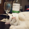 安いワインで構いません。
