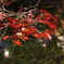 岡山・後楽園の紅葉
