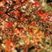 岡山・後楽園・紅葉②