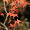 岡山・後楽園・紅葉③