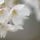 花冷え