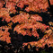 紅葉を撮る。