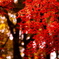 紅葉２