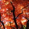 紅葉の光