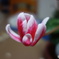 DSC00031