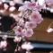 しだれ桜