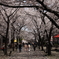 桜並木