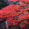 大阪貝塚・水間寺の紅葉