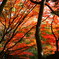 大阪貝塚・水間寺の紅葉