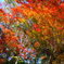 大阪貝塚・水間寺の紅葉
