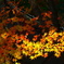 大阪貝塚・水間寺の紅葉