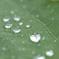 雨上がり