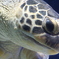 ウミガメ